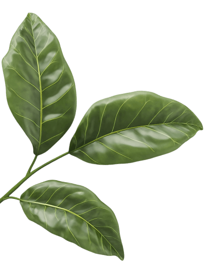 Decorative leaf and coffee